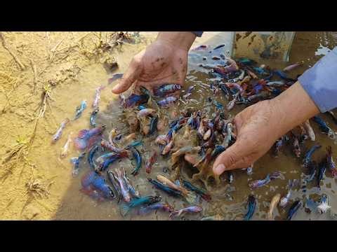 Exploring the Shallows: Catching Wild Bettas in 18 Minutes