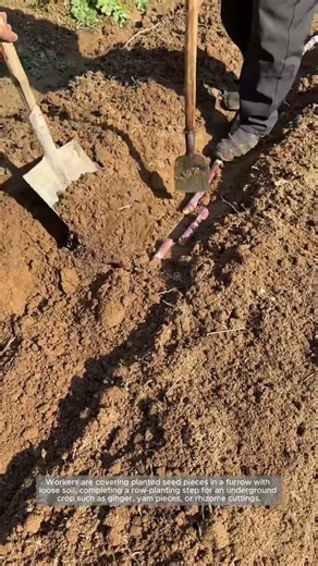 Hand Covering a Planted Seed Row