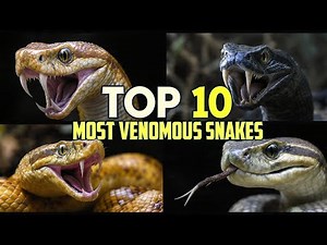 Top 10 Most Venomous Snakes In The World #VenomousSnakes #DeadliestSnakes #WildlifeDocumentary
