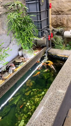 46K views · 529 reactions | My Dream Aquarium Fish Tank . #mydreamtank #aquariumlove #fishkeeper #aquascape #beautifulaquarium #plantedaquarium #aquariumdesign #aquariumgoals #fishlover #underwaterdream #aquariumvibes #aquariumart #aqualife #fishtanksetup #nanoaquarium #relaxingvibes #insiderfish | Maria Hudson | Facebook