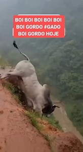 BOI DESCENDO RIBANCEIRA