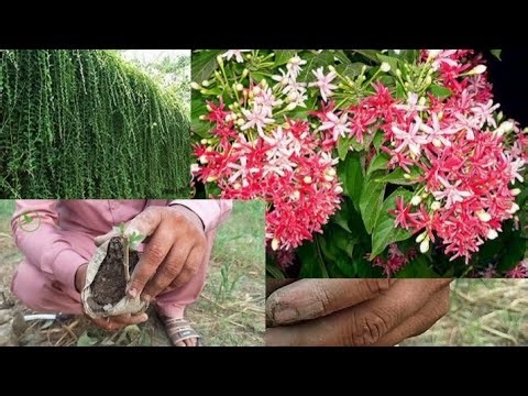 Black Jatropha, Parda Bel & Jhumka Bel Cutting | Easy Plant Propagation Guide