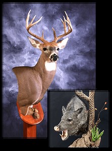 Custom Taxidermy Ohio | Lone Leaf - Custom Taxidermy