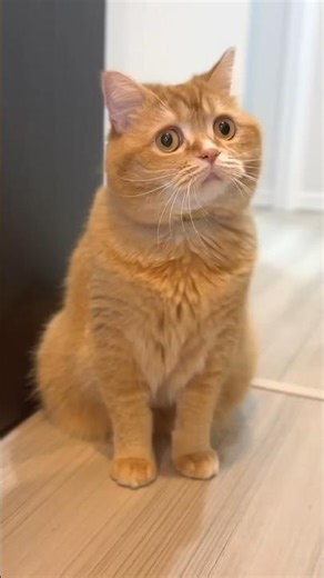 気づいたらボールが手元に戻ってきている理由…_#cat_#catlover_#baby