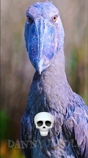 Bird transformation 💀#birds