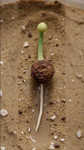 Cactus Life Cycle | From Seed to Flower in 30 Seconds