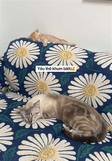 Vài hôm nữa xa nhau sẽ buồn lắm🥹 #suavachinhaben #meow #cat #pet #vlog
