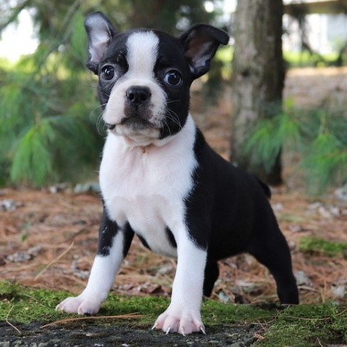Boston Terrier Puppies for Sale by Breeders | PuppySpot