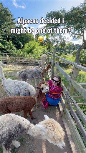 Alpacas farm and them hanging out with me was a dream come true moment ❤️‍🔥💖