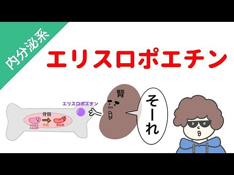 Erythropoietin (kidney hormone)