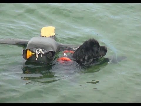 Newfoundland dog water rescue training