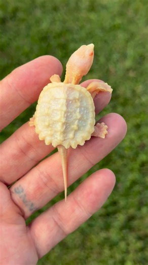 Albino Common Snapping Turtle 🐉 🐢 #turtles #reptiles #turtle #reptile #turtlemorphs #albinoturtles #iliketurtles #reptilepets #dragon #herpetology #snappingturtle | Albinoturtles.com