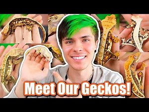 Meet All 40 of Our Crested Geckos + Breeding Projects!