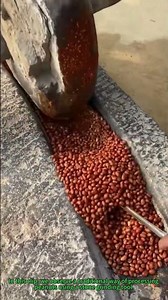 Traditional Stone Tool Peanut Grinding (Old-Fashioned Food Craft Technique)