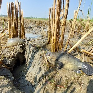 Amazing Fishing in Mud Water, Technically Hand Fishing Video | Fishing & Village Tradition