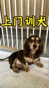 乱拉乱尿的腊肠怎么教它定点上厕所？