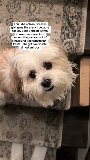 What do you call people who steal your stuff and sell it back to you? I’m a victim 🙋‍♀️ #saddog #workingdog #shihtzu #maltese #munchkinandbiscotti