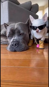 #catvsdog #funnycat #canecorso #chihuahua #eatingchallenge #foodrace #funnyanimals #catlover | Bloom Pets