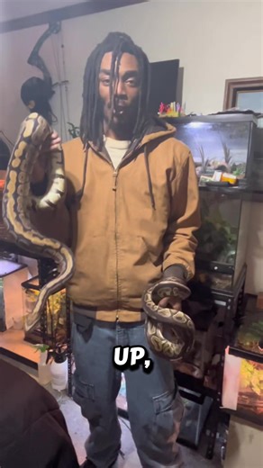 Ball pythons (Python regius) are docile, nonvenomous snakes from West & South Africa, known for curling into a tight ball when threatened, hence their name, and are popular pets due to their calm nature and manageable size (3-5 ft). These nocturnal constrictors hunt small mammals, using heat-sensing pits to find prey in grasslands and forests, and can live for decades in captivity #fypシ゚viral #viralvideo #reptilesoftiktok #snake #ballpython