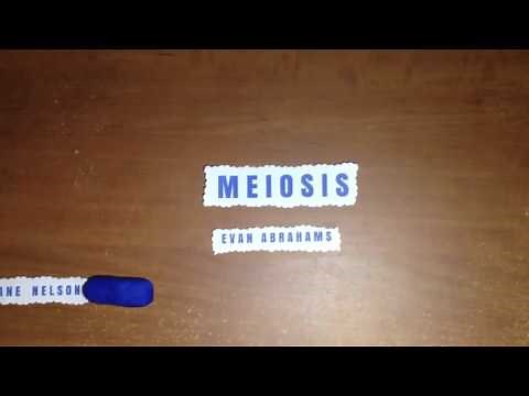 STOP MOTION MEIOSIS