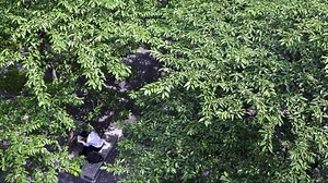 Why Gujarat’s ban on the invasive Conocarpus plant may be futile