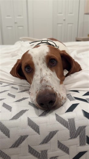 Basset Hound Antics: The Toughest Job Ever