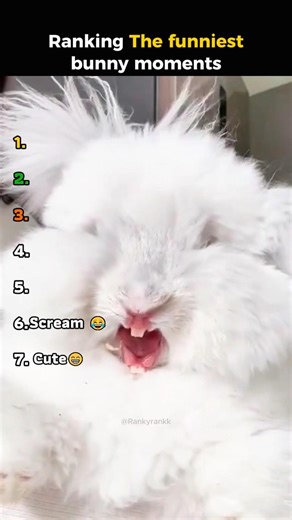 Ranking the Funniest Bunny Moments 🐰😂 | Try Not To Laugh #shorts #funnybunny #rabbit #trynottolaugh