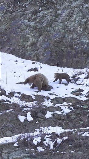 🐻✨ Brown Bear Baby Plays – The Cutest Moments in the Wild 🌲💛