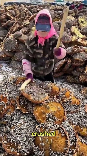 “Sunflower Farming Secrets 🌻 | Oil Extraction Explained”
