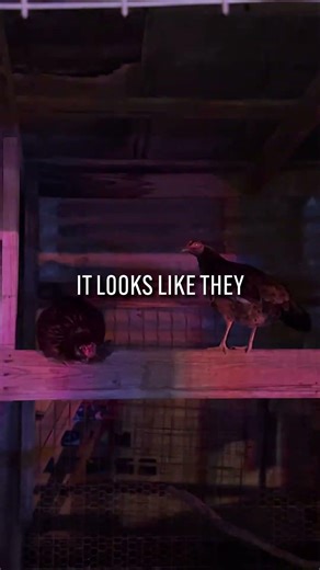 Sheriff busts San Antonio cockfighting ring, finding wheelbarrow of dead roosters