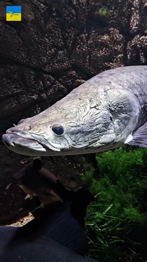 Mysterious fish 🤯