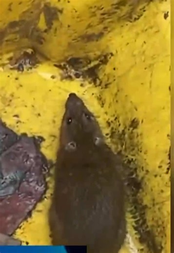 Video di Antenna Sicilia (@antenna.sicilia) con audio originale - Antenna Sicilia