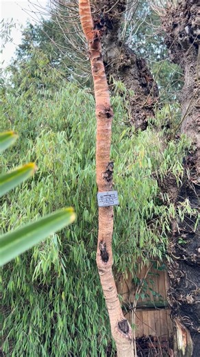 Myles Stewart Irvine on Instagram: "Teyranpanax papyrifer ‘Rex’ from @bigplantnursery This extraordinary tree drops all its leaves each winter. It is hard to believe that in a few months time it will be pushing out numerous leaves sometimes over 3 foot across.. Each section that you can see here is a season’s growth. It somehow reminds me of a 🦒 neck… #tetrapanax #araliaceae #surbiton #riversidepassiflora #ricepaperplant"
