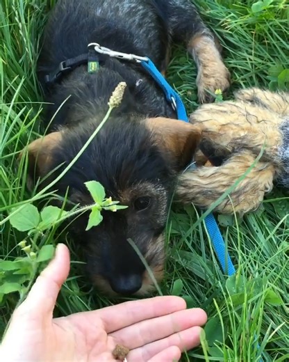 Sound on! 🔊 #throwbackthursday to when I was a smart puppy, now I’m a smart boy! ☺️🐶 | Wire Haired Dachshund