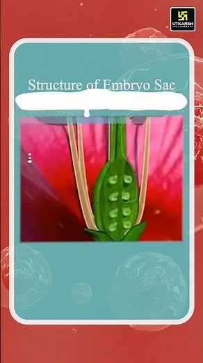 Embryo Sac Structure | Biology in 1 Minute #biology #shorts | Dr. Ronak Ma'am