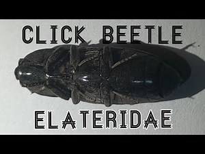 How do Click Beetle (Elateridae) jump?