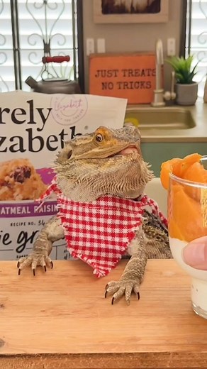 126K views · 1.6K reactions | Fueling our fall afternoons with the coziest autumnal parfait ✨ Layers of creamy vanilla yogurt, rich pumpkin purée, and a crunchy topping of Purely Elizabeth Cookie Granola (oatmeal raisin is our go-to). Finished with a sprinkle of pumpkin spice for that perfect fall vibe. So good even Lewis couldn’t resist a taste of pumpkin purée! 李 #tastetheobsession #eatpurely | Valerie Musser | Facebook