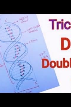 How to easily draw DNA double strand/DNA double helix step by step for beginners