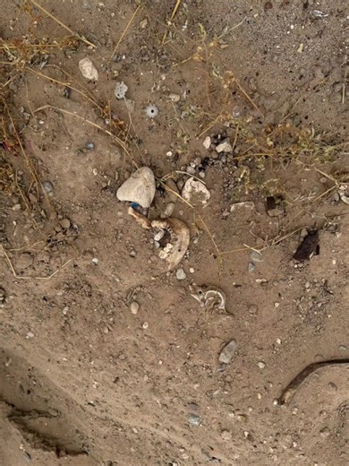 24K views · 164 reactions | Human jawbone discovered at historic Concordia Cemetery | KVIA ABC-7 | Facebook