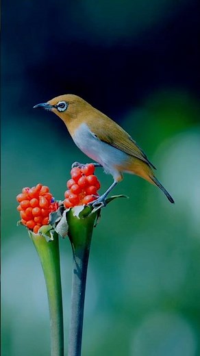 4K HDR Slow-Motion | Indian White-eye in 4K | 4k Shorts