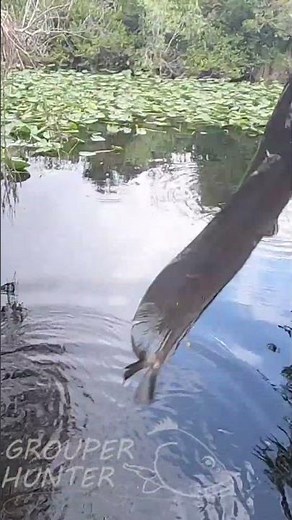 Walking Catfish Caught In The Florida Everglades