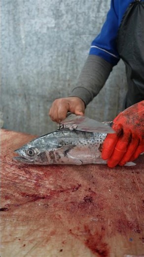 Watch This Before Buying a Bony Fish!