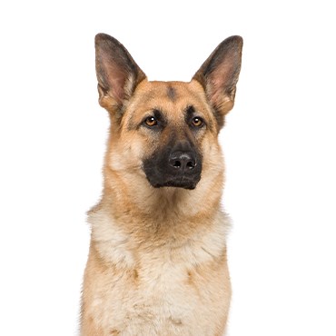 German Shepherd Puppies - Petland Las Vegas, Nevada