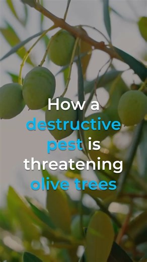 Food & Agriculture Organization of the United Nations | One of the world's most destructive bacterial plant diseases targets olive trees as well as other staple crops including grapes, citrus &... | Instagram