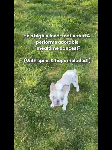 Adopt-A-Bull: Ralphie's got a lot of energy and a lot of love to give! #adopt #foreverhome #bulldog