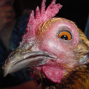 Avian Respiratory Anatomy, Physiology & Diseases: An Overview - LafeberVet