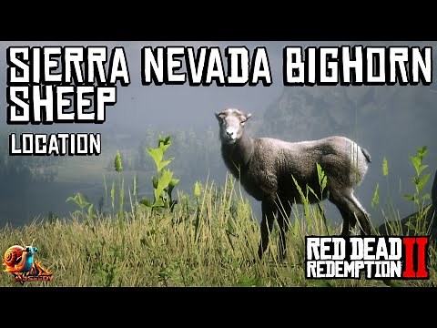 Sierra Nevada Bighorn Sheep Location - Red Dead Redemption 2