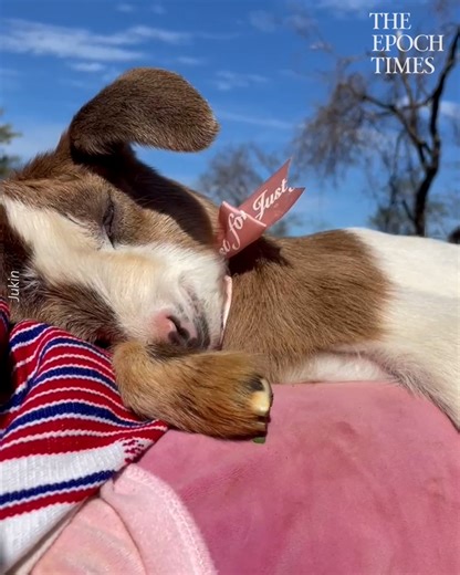 51K views · 2.2K reactions | What a life! Sweet life!  Credit: JukinMedia | Bright | Facebook