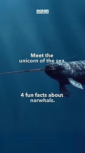How many of these facts do you know about the unicorn of the sea?🦄🌊 Meet the narwhal👇 1. 🦷 Their unicorn horn is a tooth. It has a million nerve endings, and narwhals can use it to feel. 2. 👀 Females rarely have tusks, but some males end up with two. 3. 🌊 Narwhals spend all their lives in the cold Arctic waters (in the North). 4. ❄️ They depend on the stability of breathing holes in the ice to survive. However, as ice conditions become unpredictable, their lives become harder. 5. 🐳 Unlike