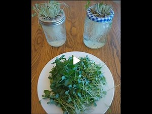 How to grow microgreens in a jar!